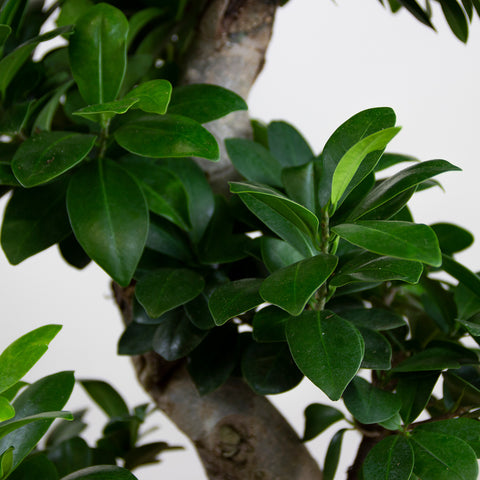 Ficus Ginseng bonsai