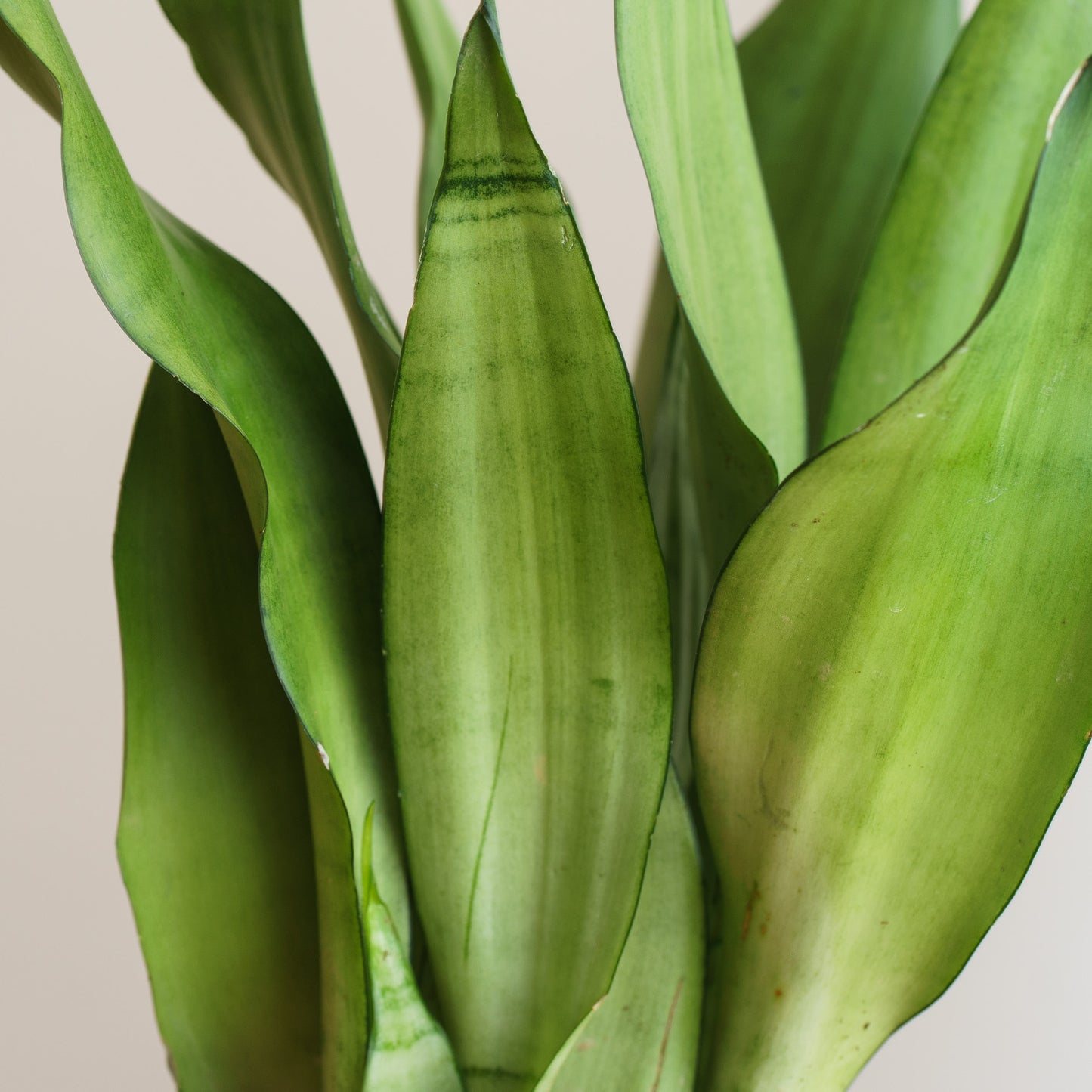 Sansevieria trifasciata Moonshine