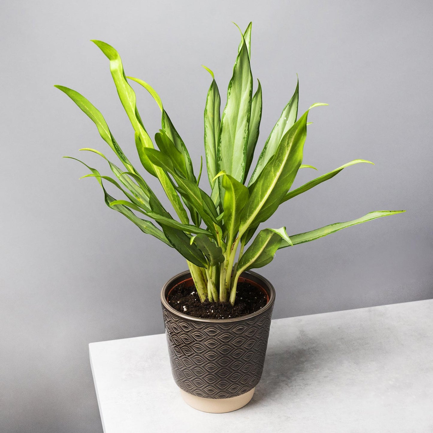 Aglaonema White Lance