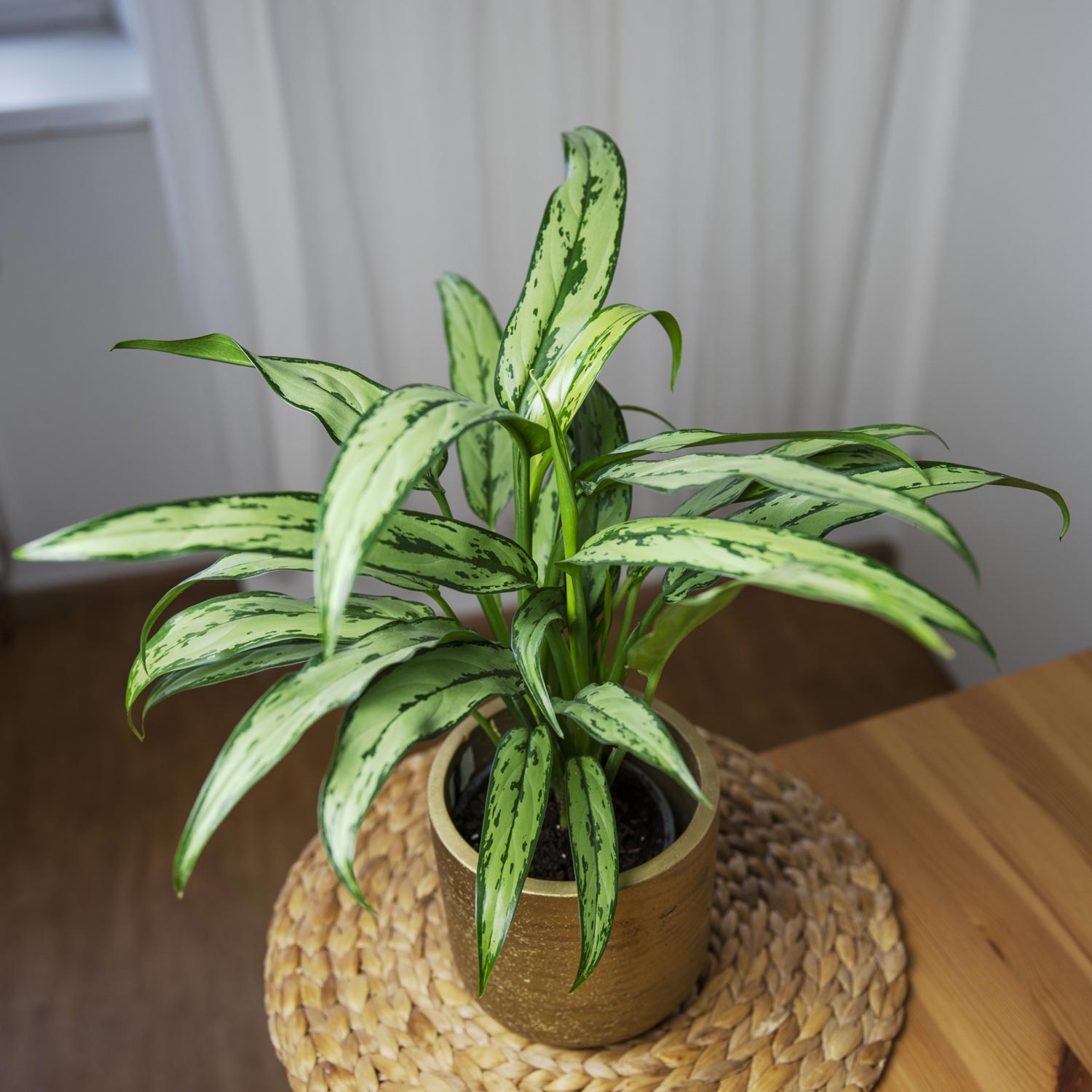 Aglaonema Cutlass