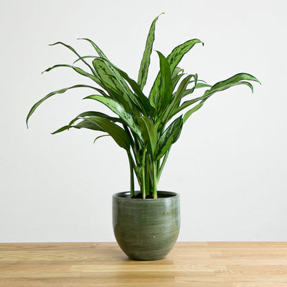 Aglaonema Cutlass