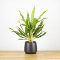 Aglaonema White Lance