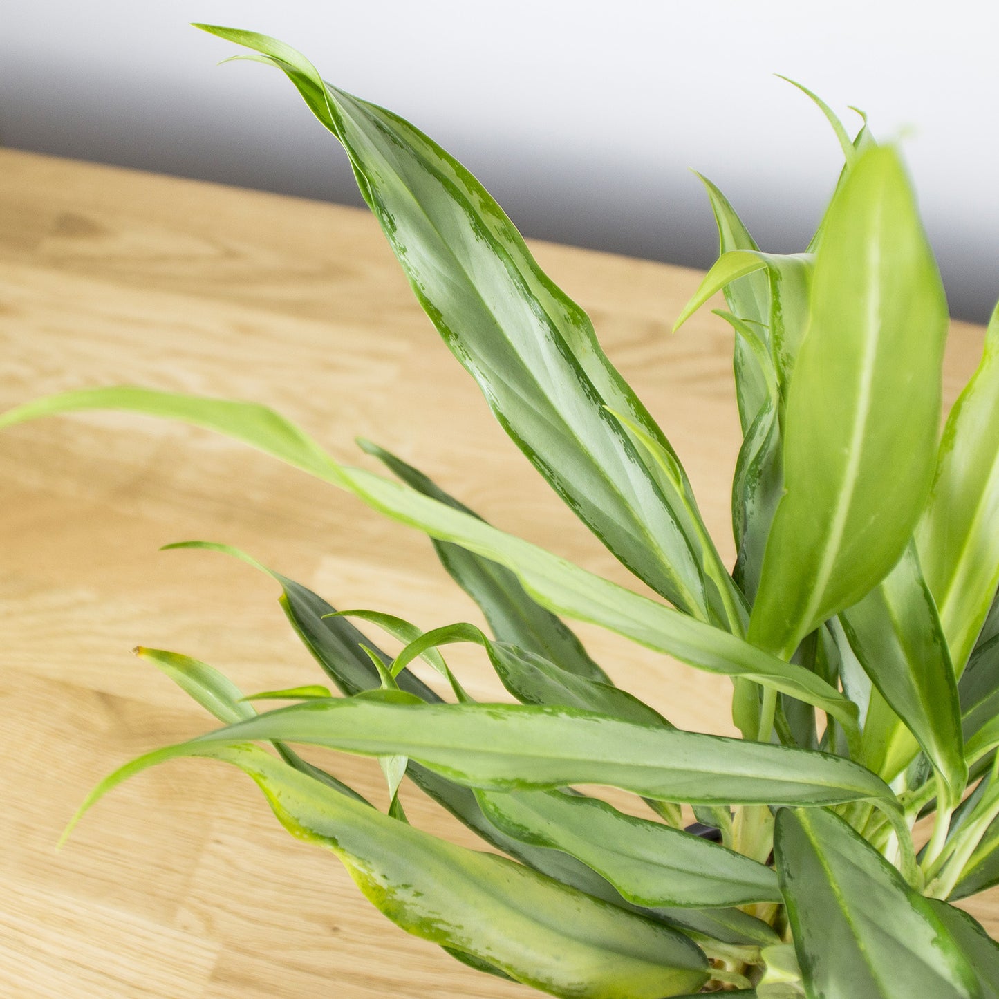 Aglaonema White Lance 'S'