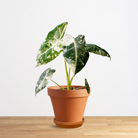 Alocasia Frydek Variegata