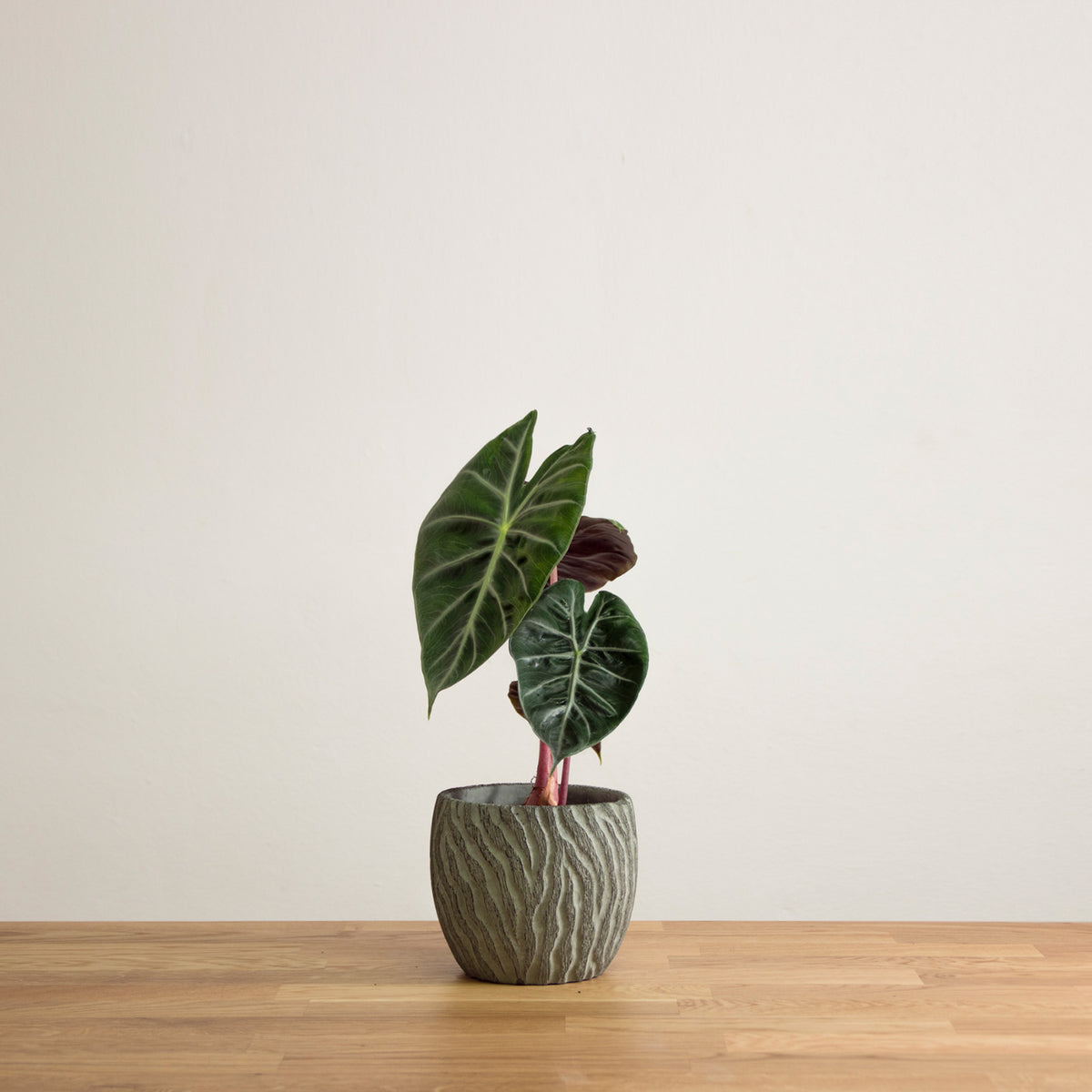 Alocasia Pink Dragon 'M'