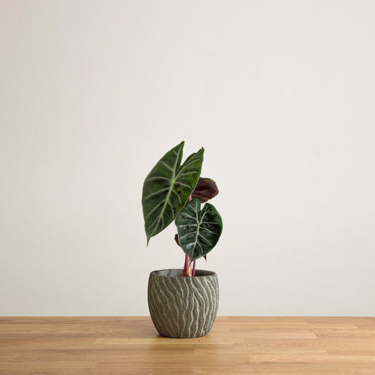 Alocasia Pink Dragon 'M'