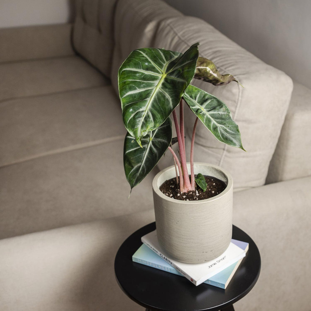 Alocasia Pink Dragon