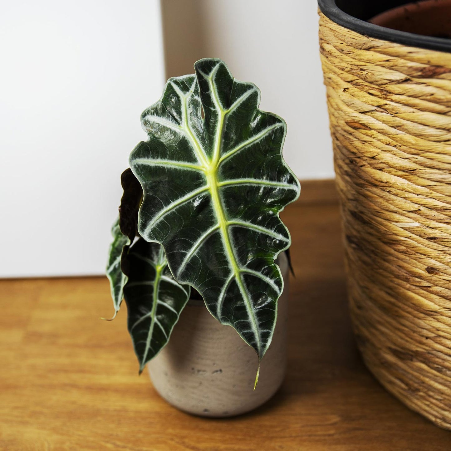 Alocasia Polly
