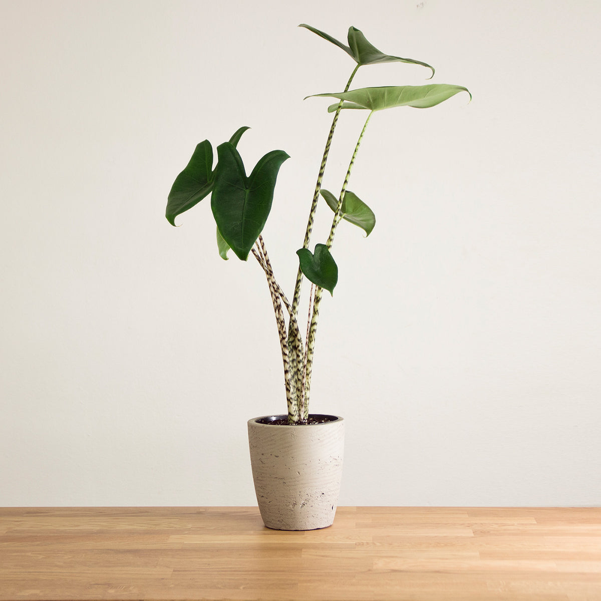 Alocasia Zebrina 'S'