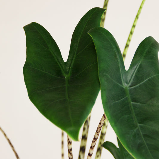 Alocasia Zebrina 'M'