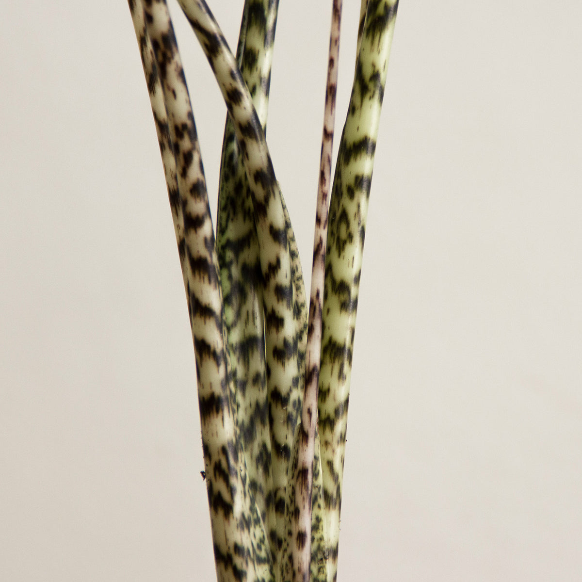 Alocasia Zebrina 'S'
