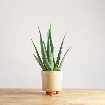 Aloe Vera 'S'