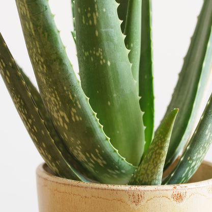 Aloe Vera 'S'