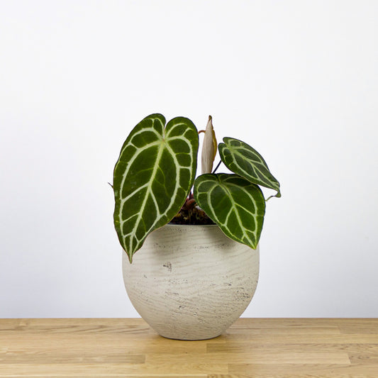 Anthurium Crystallinum 'S'