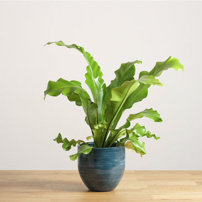 Asplenium nidus