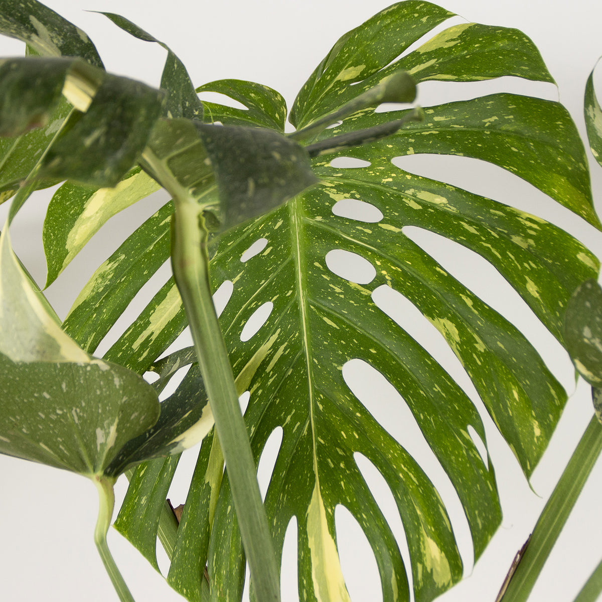 Monstera Thai Constellation XL