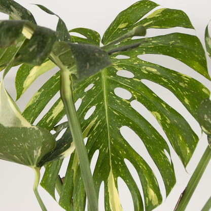Monstera Thai Constellation XL