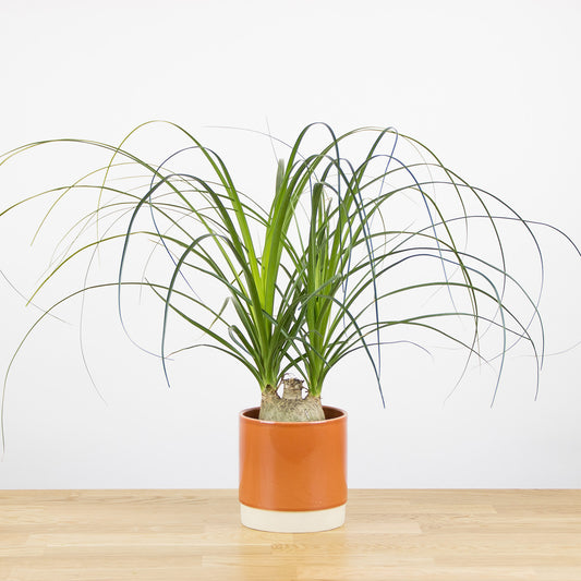 Beaucarnea recurvata 'Nolina'