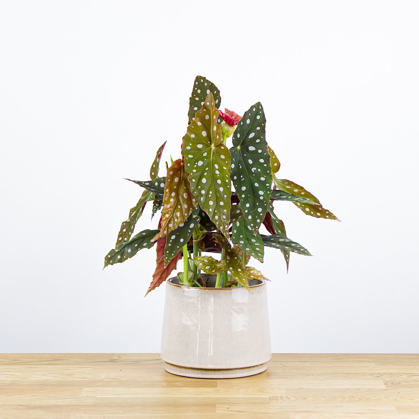 Begonia Maculata 'S'