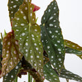 Begonia Maculata 'S'