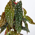 Begonia Maculata 'S'
