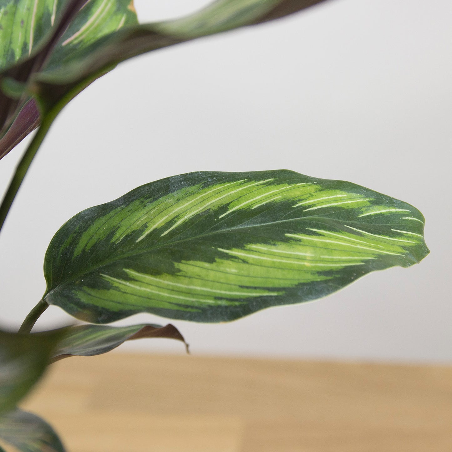 Calathea Beauty Star
