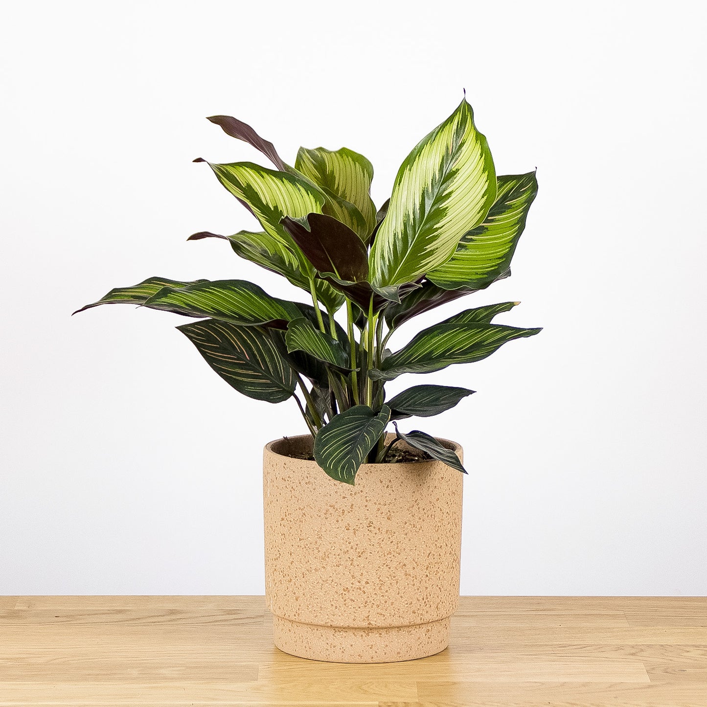 Calathea Beauty Star