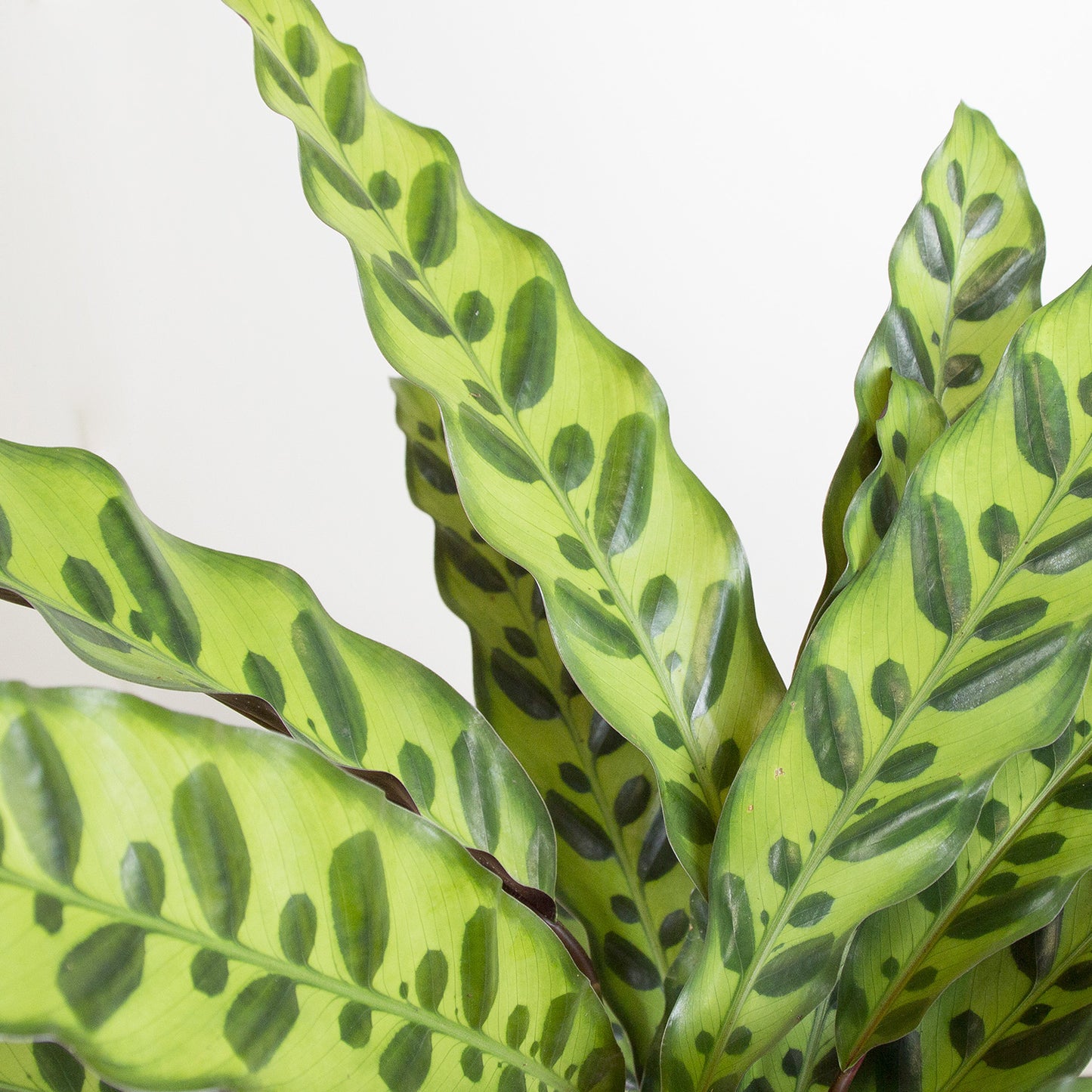 Calathea Lancifolia 'S'