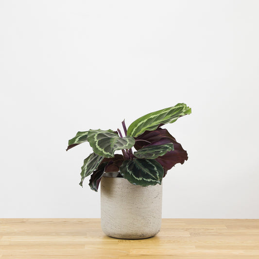 Calathea medallion  'S'