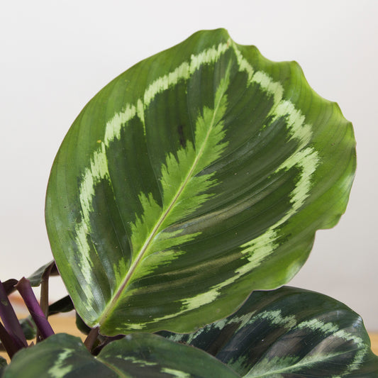 Calathea medallion  'S'