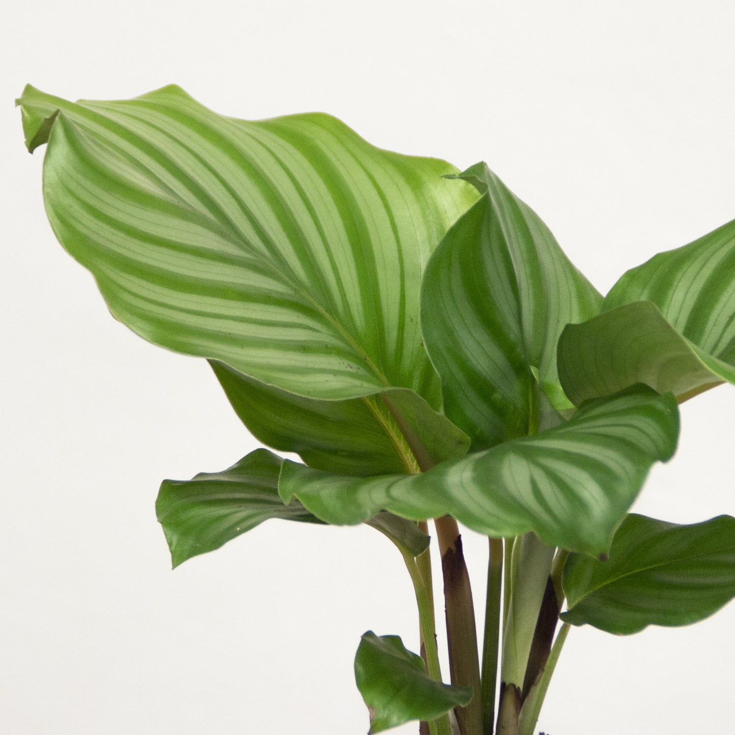 Calathea Orbifolia 'S'