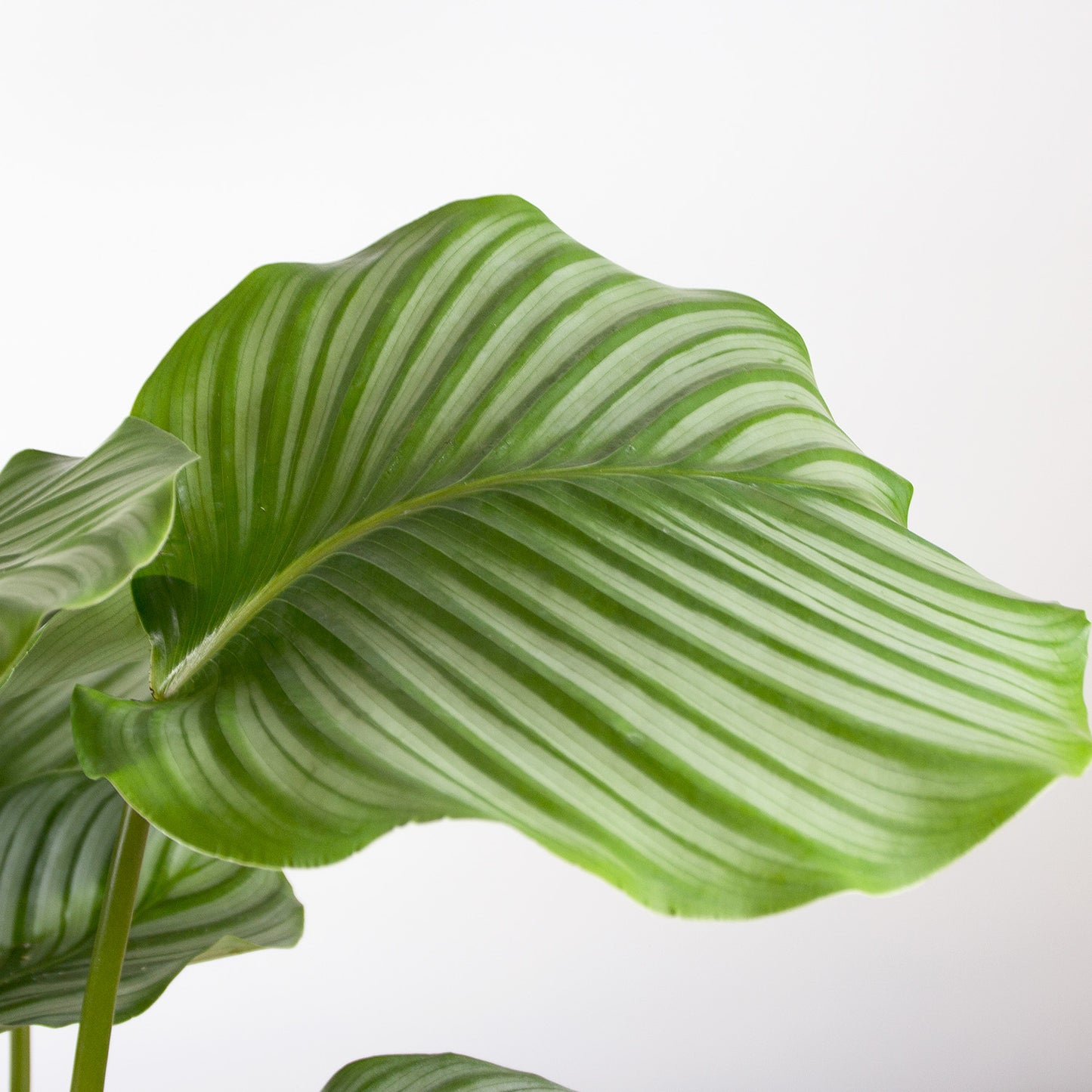 Calathea Orbifolia 'S'