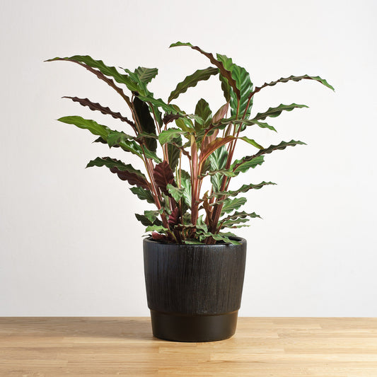 Calathea rufibarba 'S'