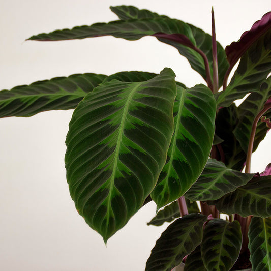 Calathea Warscewiczii