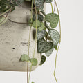 Ceropegia String of Hearts 'baby'