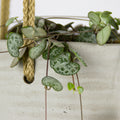 Ceropegia String of Hearts