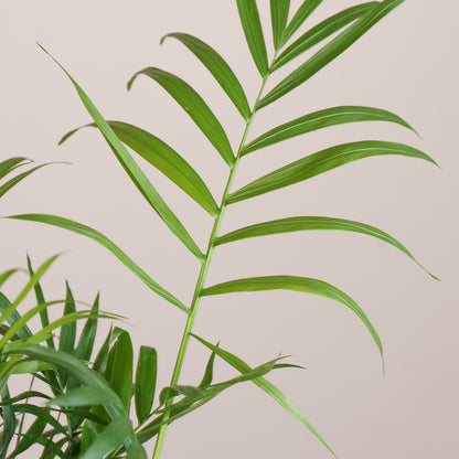 Chamaedorea elegans 'S'