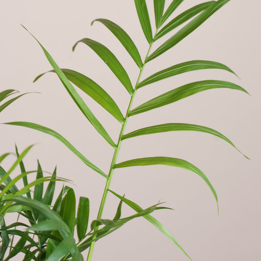 Chamaedorea elegans 'S'