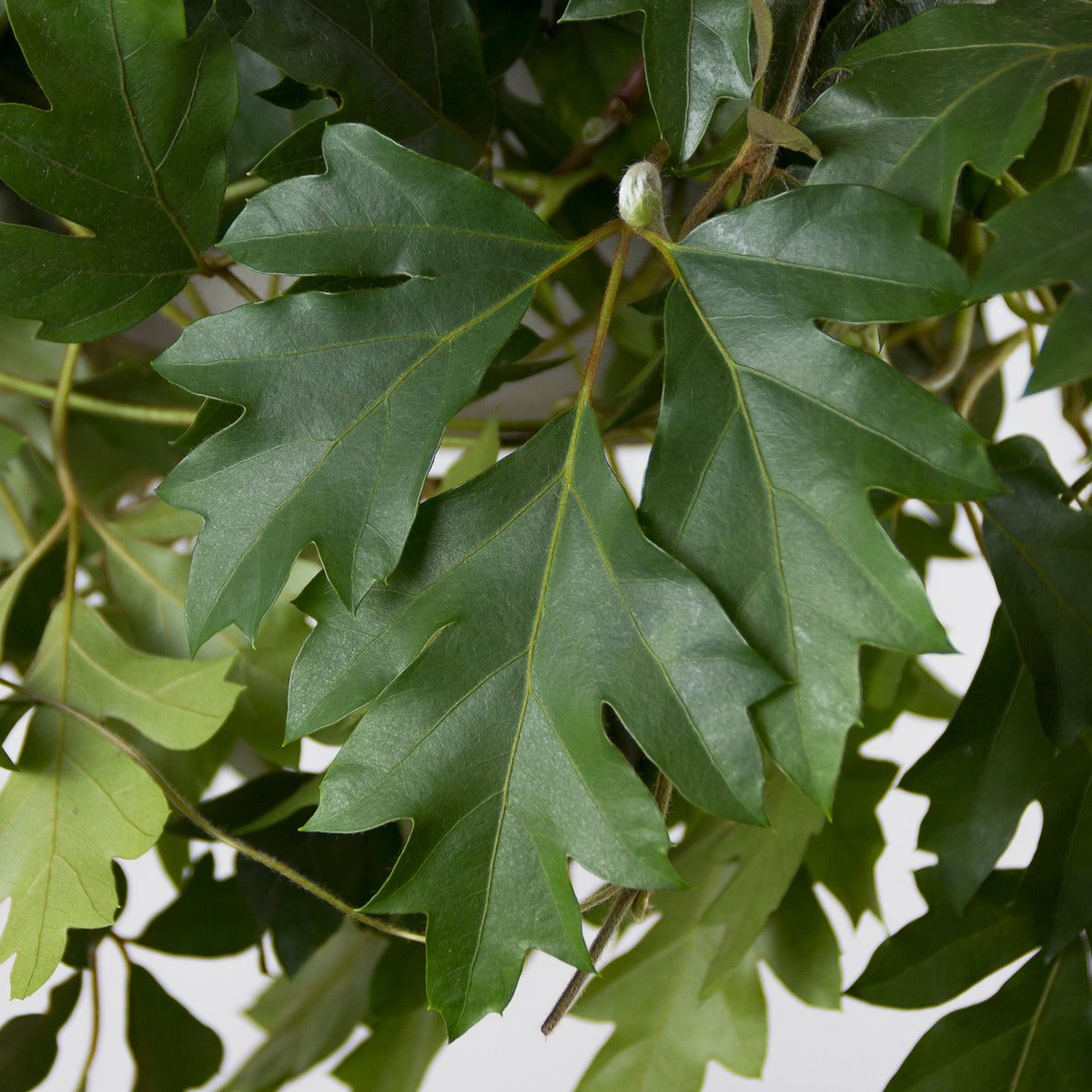 Cissus Ellen Danica - hanging