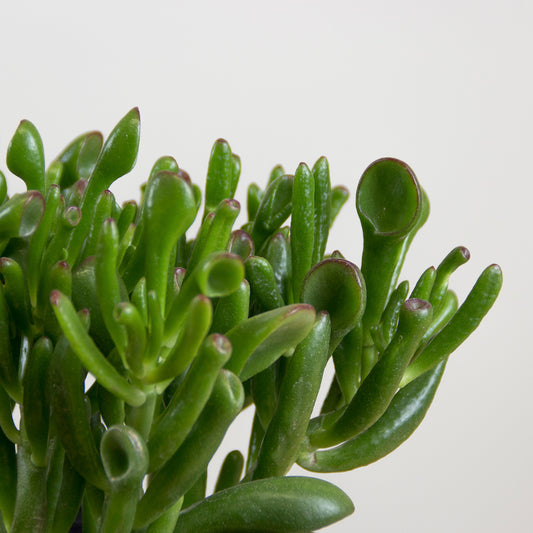 Crassula Hobbit