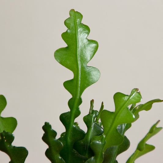 Epiphyllum Anguliger