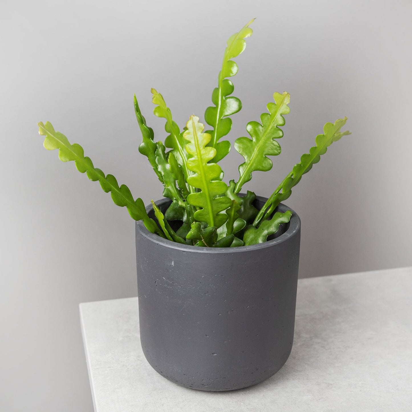 Epiphyllum Anguliger