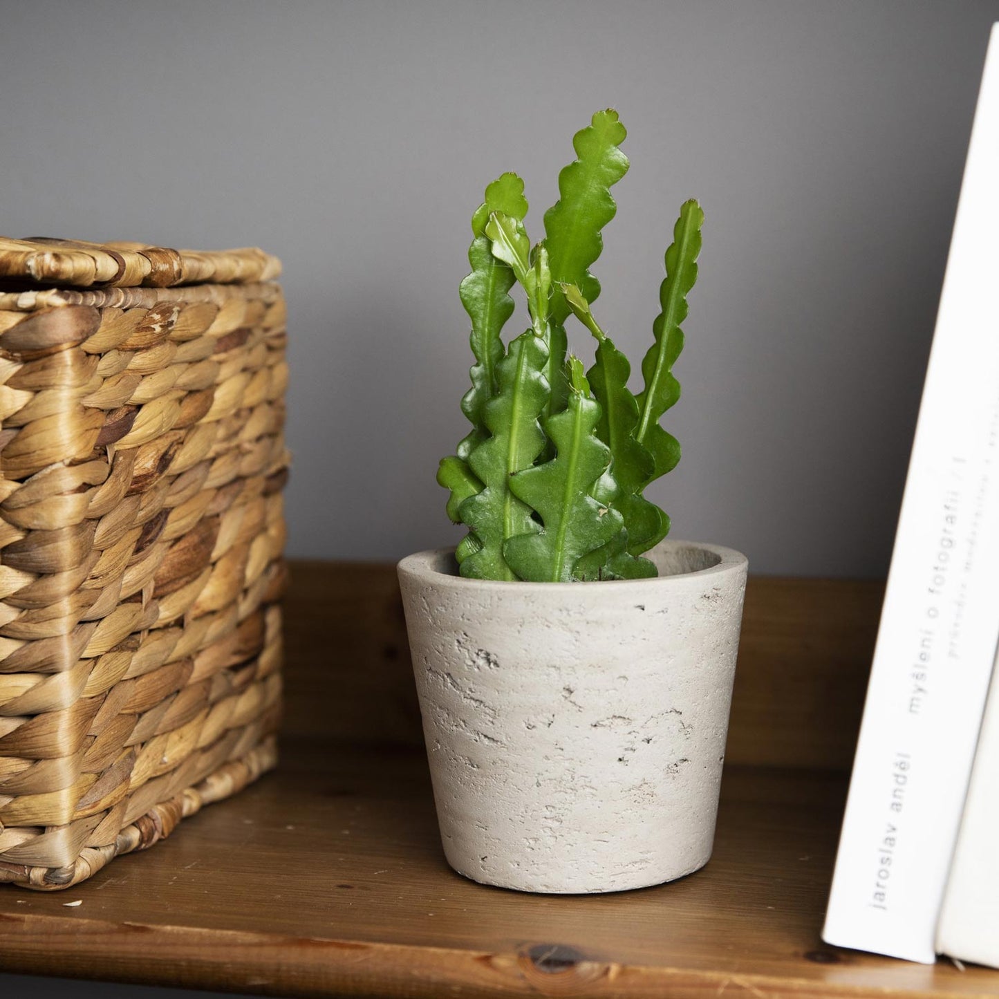 Epiphyllum Anguliger