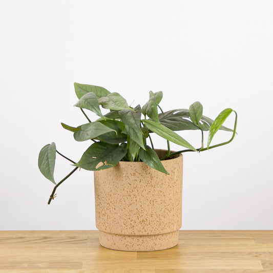 Epipremnum Cebu Blue