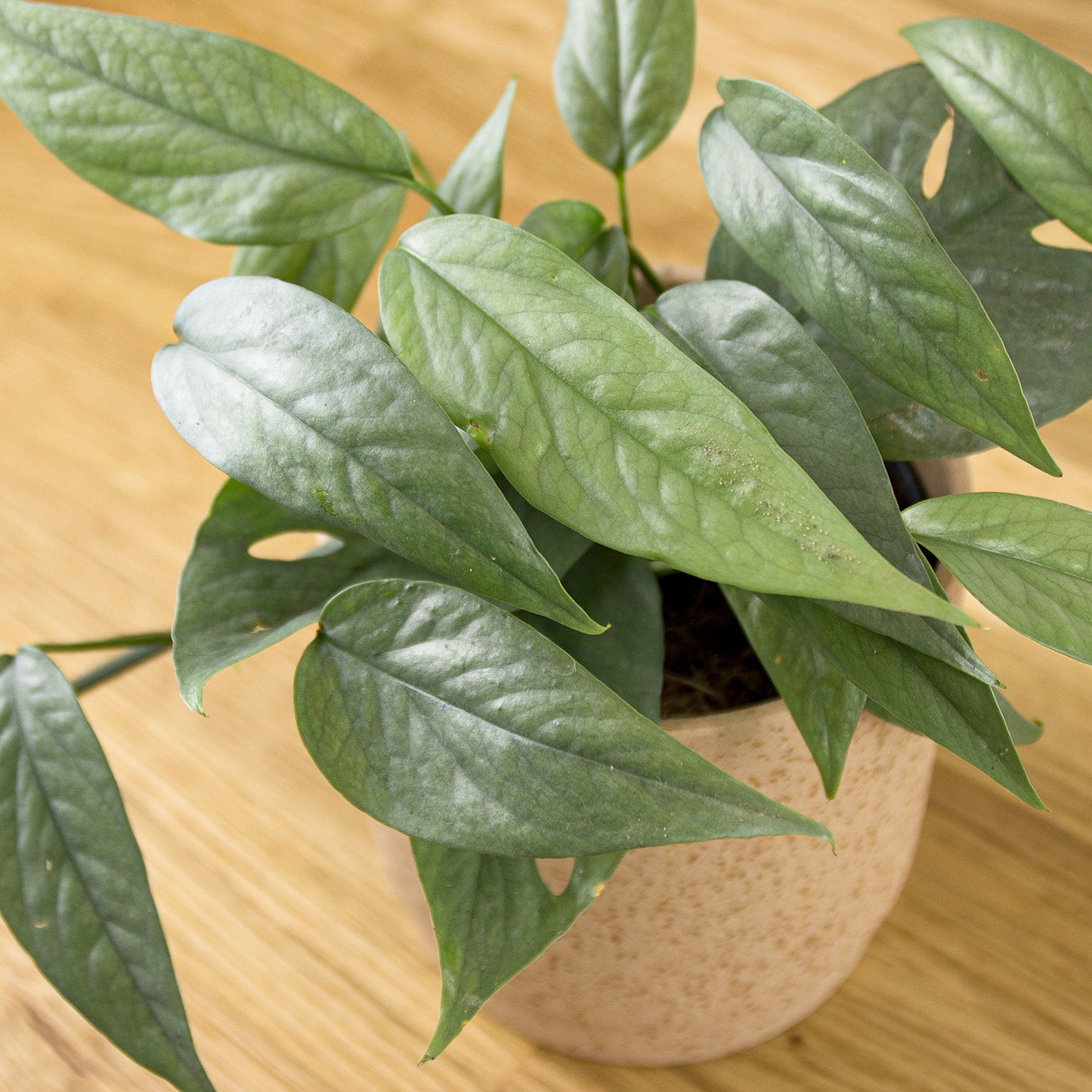 Epipremnum Cebu Blue