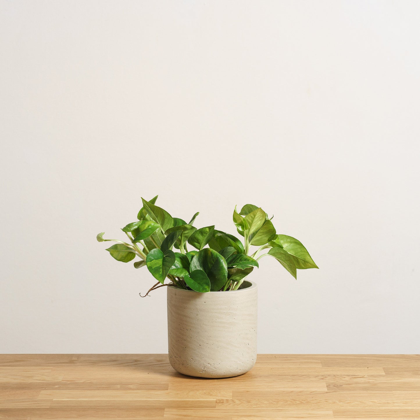 Epipremnum Global Green