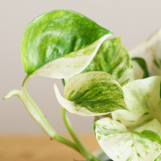 Epipremnum Happy Leaf