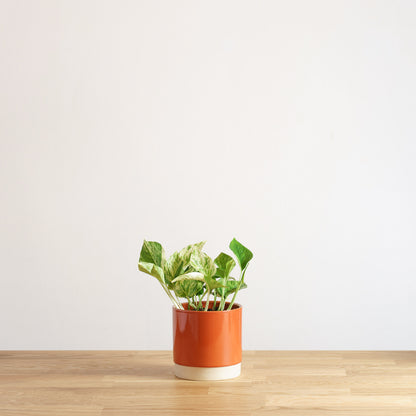 Epipremnum Marble Queen
