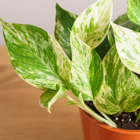 Epipremnum Marble Queen