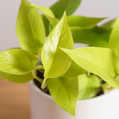 Epipremnum Neon